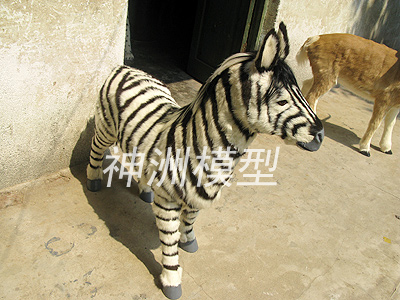 動(dòng)物模型10